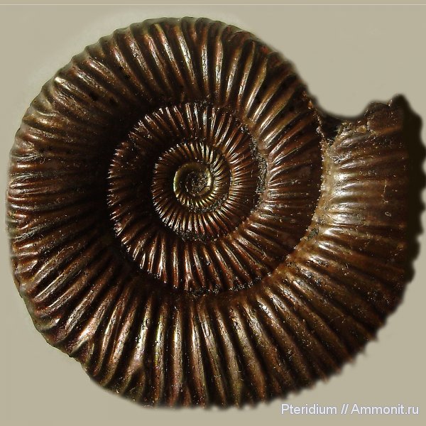аммониты, юра, Михайлов, Binatisphinctes, Binatisphinctes mosquensis, Ammonites, Jurassic