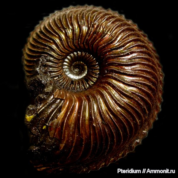 аммониты, юра, Михайлов, Cardioceras, Cardioceras cordatum, Ammonites, Jurassic