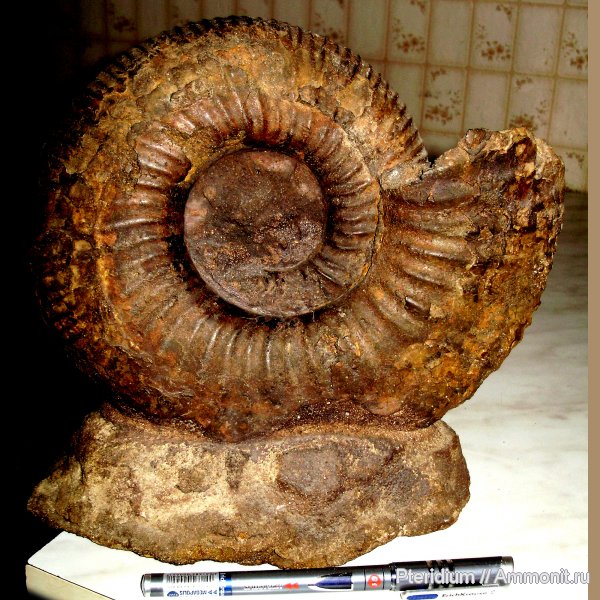 аммониты, юра, Epivirgatites, Глебово, Ammonites, Jurassic