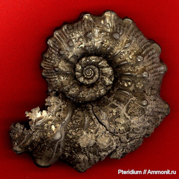 аммониты, юра, Михайлов, Kosmoceras, Kosmoceras gemmatum, Ammonites, Jurassic