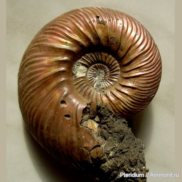 аммониты, юра, Quenstedtoceras, Quenstedtoceras lamberti, Дубки, Саратов, Ammonites, Jurassic