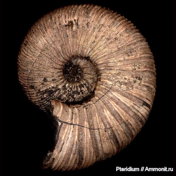 аммониты, юра, Воскресенск, Virgatites, Подмосковье, Virgatites virgatus, Ammonites, Jurassic
