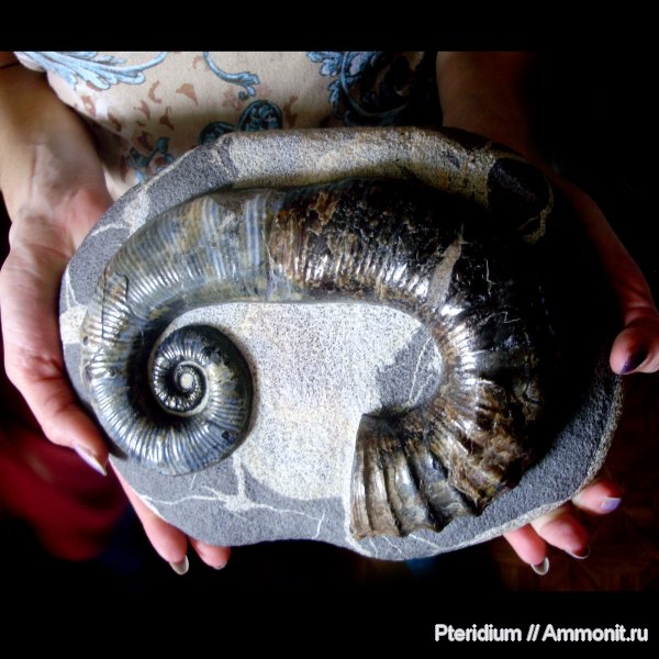 мел, Ульяновск, Ancyloceras, Ancyloceratidae, Cretaceous