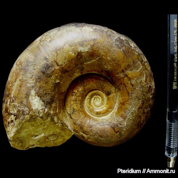 мел, Крым, баррем, Biasaloceras, Barremian, Cretaceous