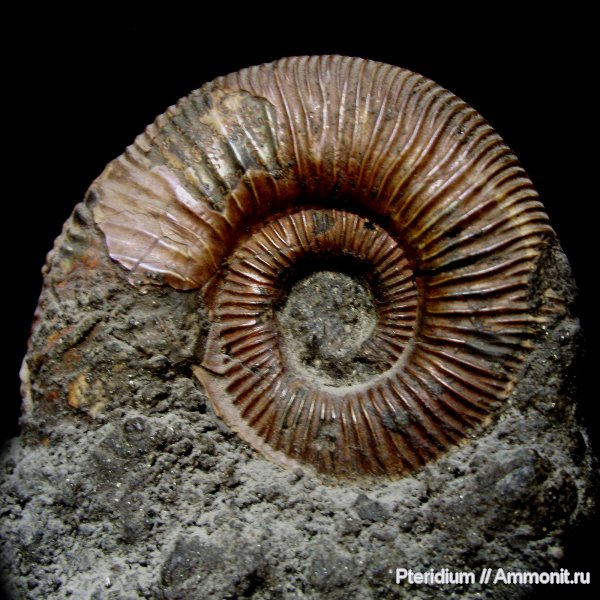 юра, Михайлов, Binatisphinctes, Binatisphinctes mosquensis, Jurassic