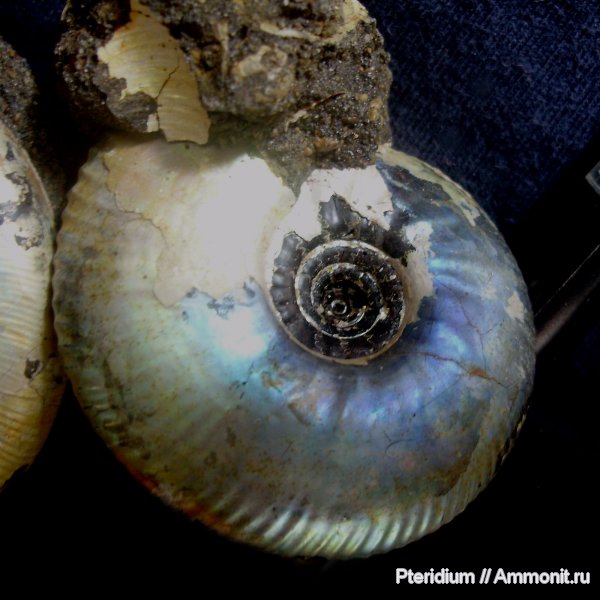 юра, Craspedites, Рыбинск, Craspedites okensis, Jurassic