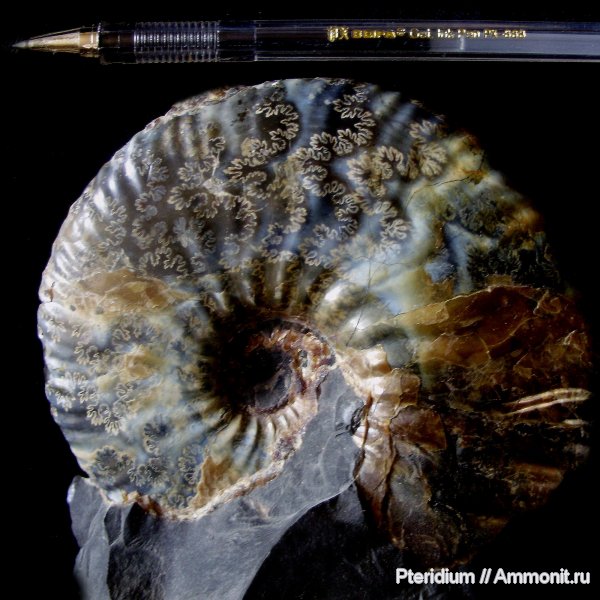 мел, Ульяновск, Craspedodiscus, Cretaceous