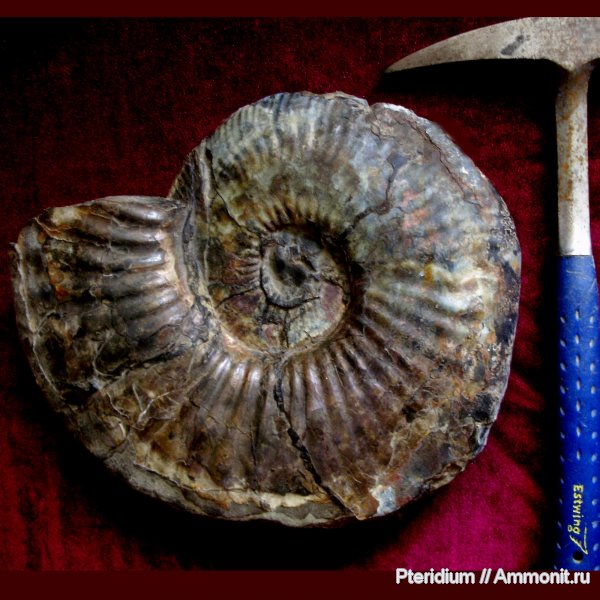 мел, Ульяновск, Craspedodiscus, Cretaceous