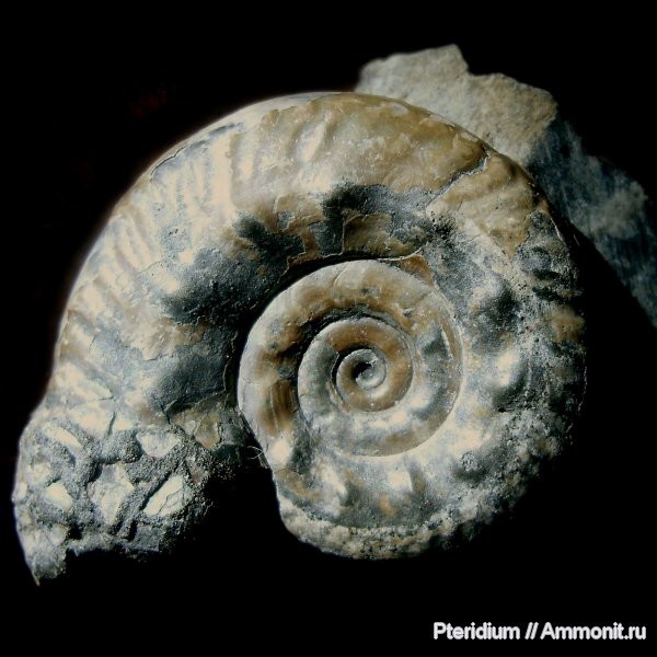 юра, Михайлов, Hecticoceras, Hecticoceras rossiense, Jurassic