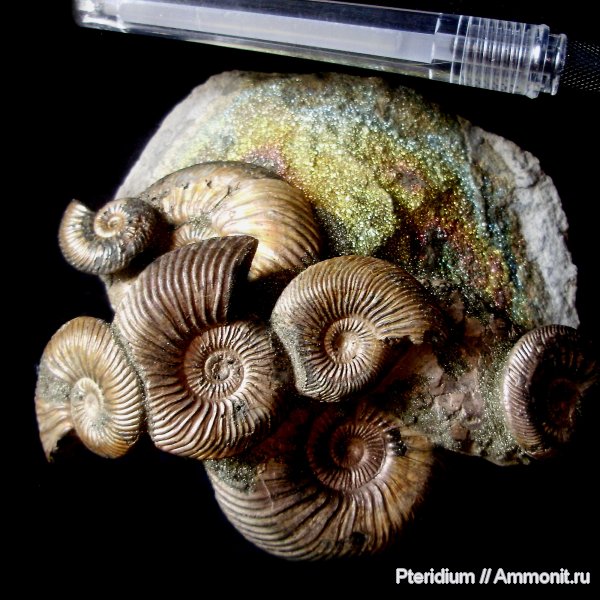 юра, Quenstedtoceras, Quenstedtoceras lamberti, Саратов, Jurassic