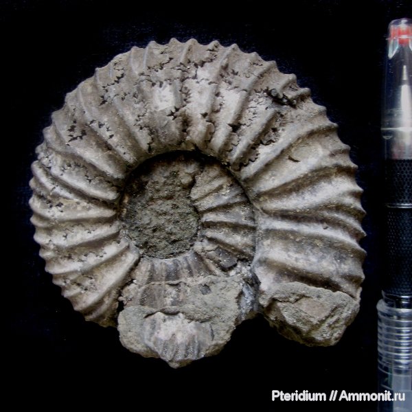 юра, Воскресенск, Virgatites, Virgatites pallasianus, Jurassic