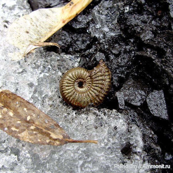 аммониты, юра, оксфорд, Amoeboceras, Рыбаки, Amoeboceras alternans, Ammonites, Oxfordian, Jurassic