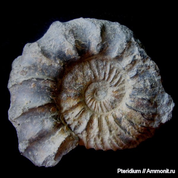 юра, Zaraiskites, волжский ярус, Рыбаки, Zaraiskites scythicus, Volgian, Jurassic