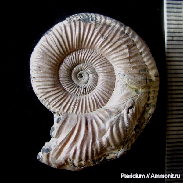 аммониты, юра, Михайлов, Binatisphinctes, Perisphinctidae, прижизненные повреждения, Binatisphinctes mosquensis, Ammonites, Jurassic