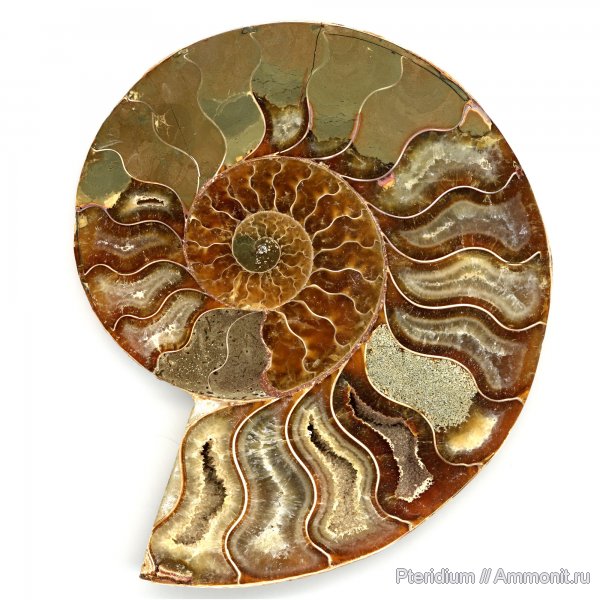 аммониты, мел, Мадагаскар, Ammonites, Cretaceous