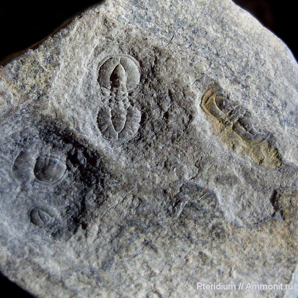 кембрий, Cambrian, Agnostus, Сибирь, Agnostida, Agnostoidea, Agnostina