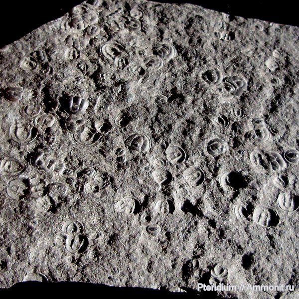 кембрий, Cambrian, Agnostus, Сибирь