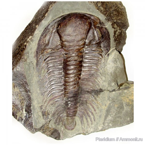 трилобиты, кембрий, Чехия, Cambrian, Paradoxides, Paradoxides gracilis