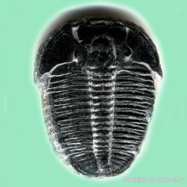 трилобиты, кембрий, США, Cambrian, Elrathia, Elrathia kingii
