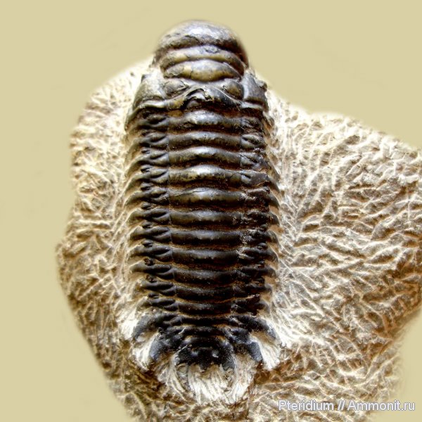 трилобиты, девон, Марокко, Devonian, Cheirurus, Crotalocephalus, crotalocephalina