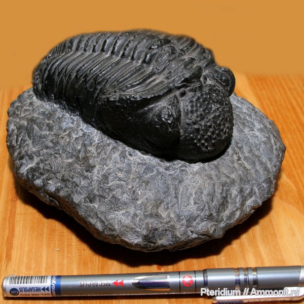 трилобиты, девон, Марокко, Devonian, Drotops, Phacops, Drotops megalomanicus