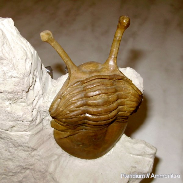 трилобиты, ордовик, р. Волхов, Asaphus, Ленинградская область, Asaphus kowalewskii, Ordovician