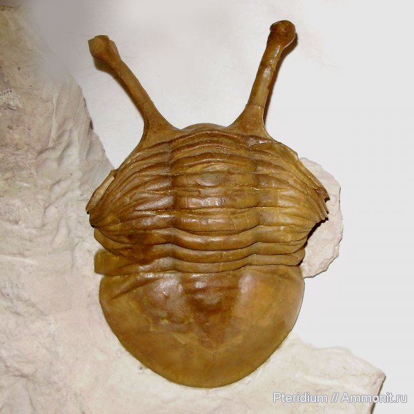 трилобиты, ордовик, р. Волхов, Asaphus, Ленинградская область, Ordovician