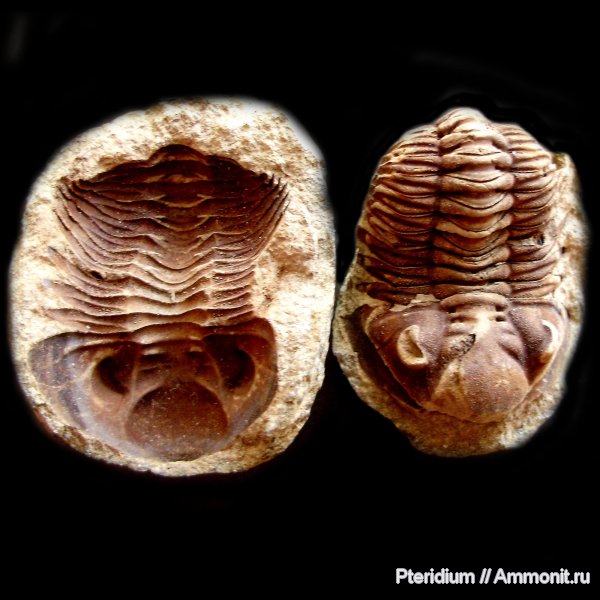 трилобиты, девон, Devonian, Metacryphaeus, Ла Паз, Боливия, Metacryphaeus caffer, Phacopida, Calmoniidae