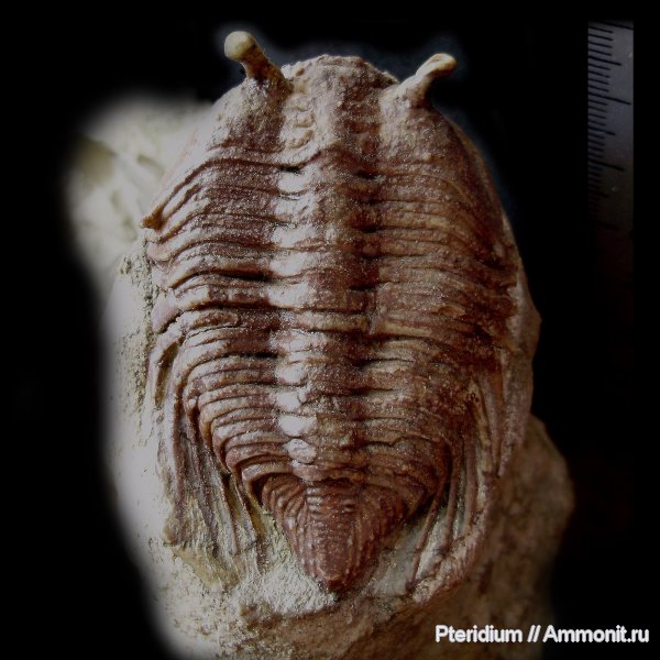 трилобиты, ордовик, р. Волхов, Ленинградская область, Cybele, Cybele bellatula, Encrinuridae, Ordovician