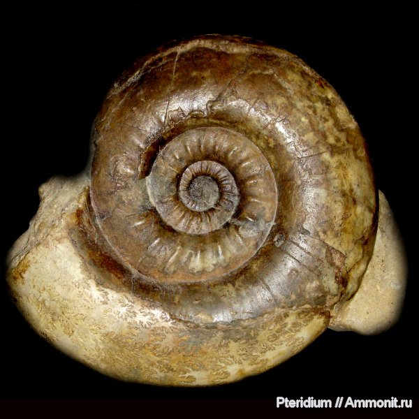 юра, келловей, Indosphinctes, Никитино, Choffatia, Perisphinctidae, Рязань, Callovian, Jurassic, Middle Jurassic