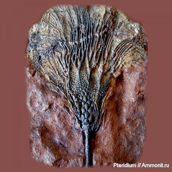 морские лилии, силур, Марокко, криноидеи, Silurian, Scyphocrinites, Scyphocrinites excavatus