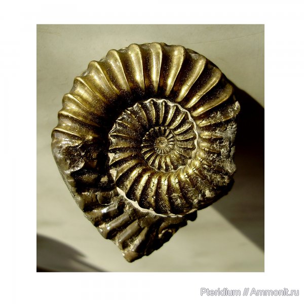 юра, Германия, лейас, Вюртемберг, Pleuroceras, Jurassic