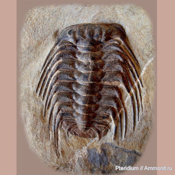 ордовик, Марокко, Selenopeltis, Selenopeltis buchii, Ordovician