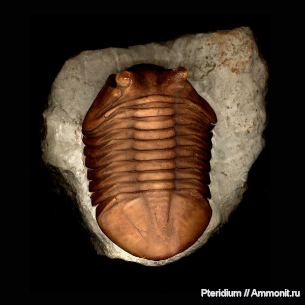 ордовик, р. Волхов, Asaphus, Asaphus expansus, Ordovician