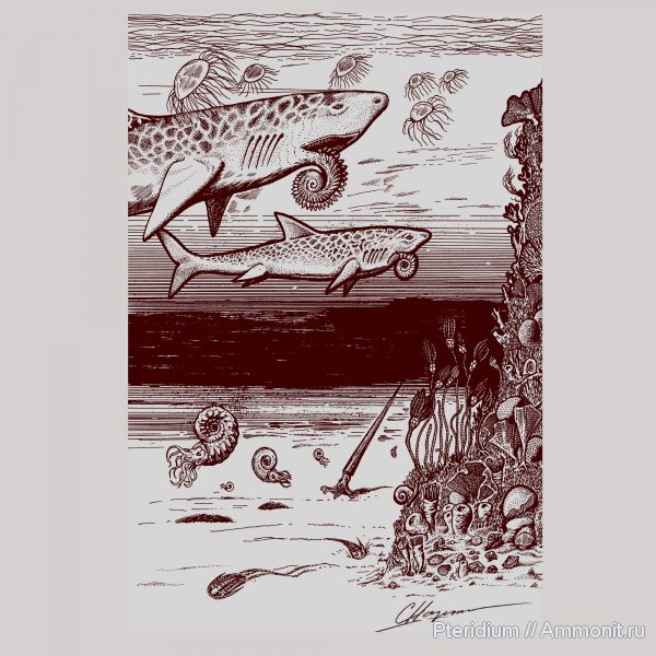 Helicoprion, артинский ярус, нижняя пермь, Приуралье, Красноуфимск