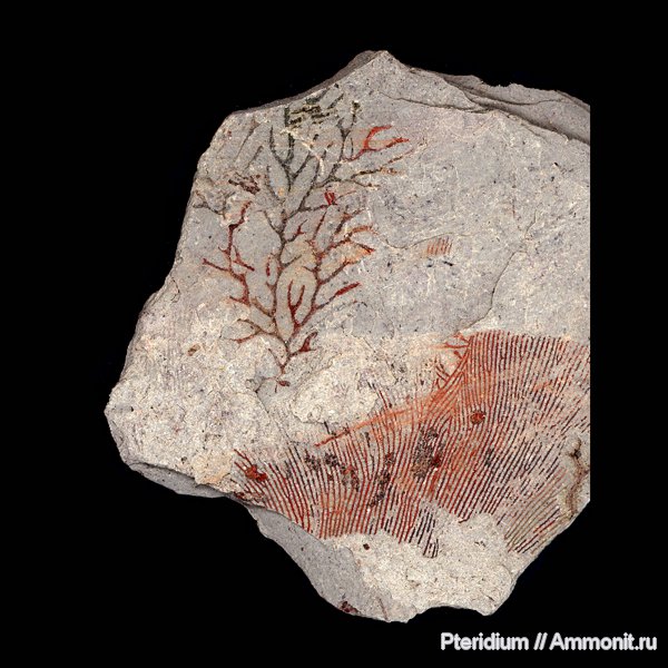 нижний карбон, граптолиты, стешевский горизонт, Серпухов, серпуховский ярус, Заборье