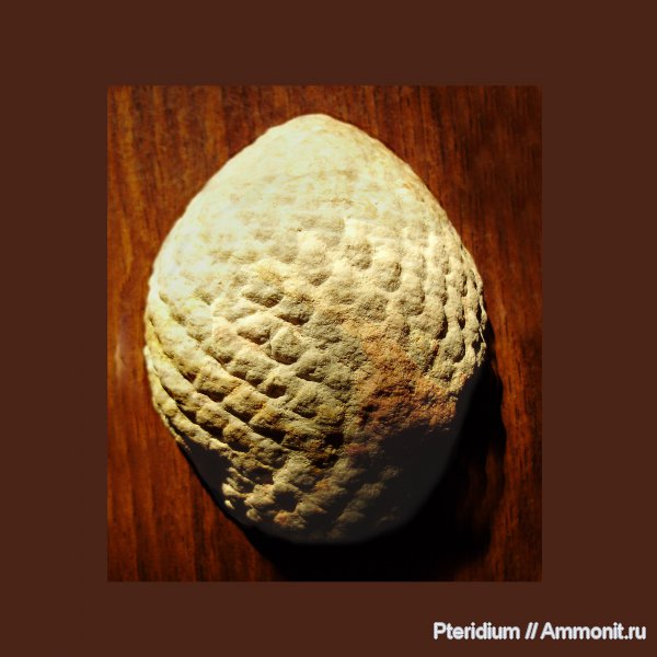 юра, Аргентина, хвойные, Araucaria, Araucaria mirabilis, араукария, стробилы, Jurassic