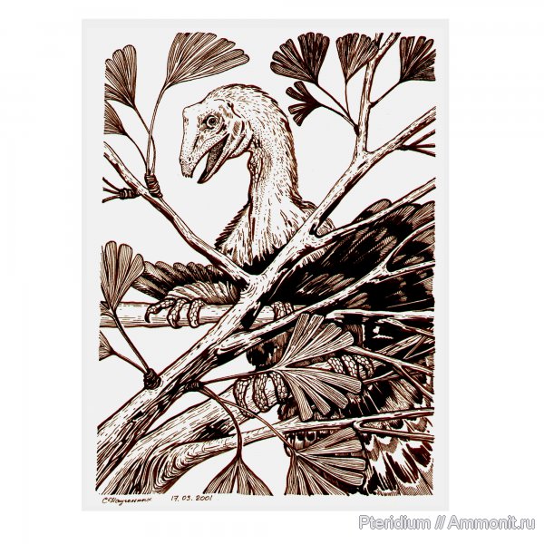 нижний мел, Ляонинь, Северный Китай, Caudipteryx zoui, Lower Cretaceous