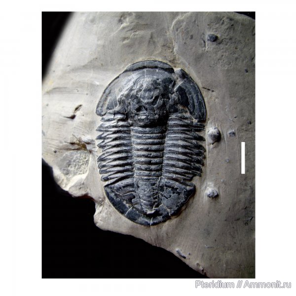 трилобиты, США, средний кембрий, Asaphiscus wheeleri, Юта
