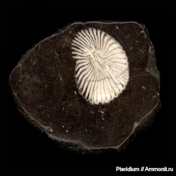 Урал, ругозы, одиночные кораллы, нижняя пермь, Tetracoralla