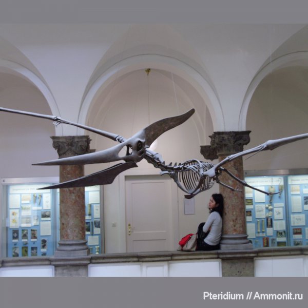 США, верхний мел, Pteranodon ingens, Pteranodon, Upper Cretaceous