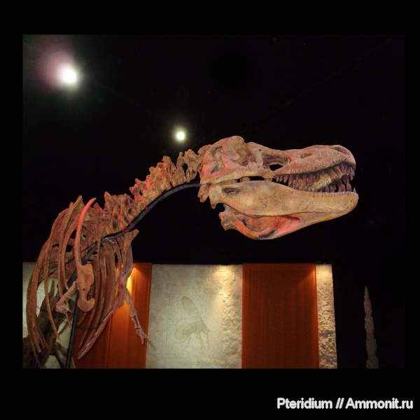 динозавры, музеи, Монголия, верхний мел, Tarbosaurus, Tarbosaurus bataar, карнозавры, Upper Cretaceous