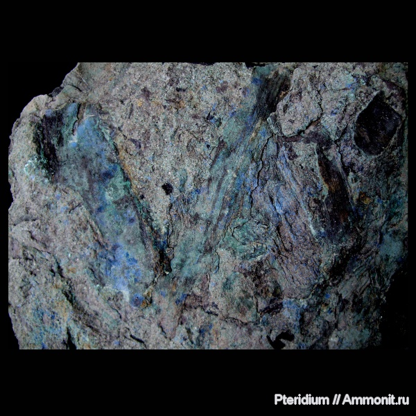 пермь, растения, Урал, уфимский ярус, шешминский горизонт, Permian