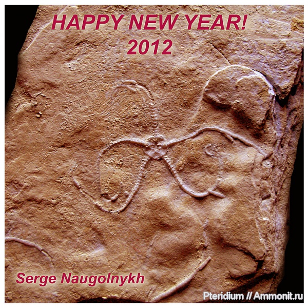 Германия, верхняя юра, титон, Золенгофен, офиуры, Tithonian, Upper Jurassic