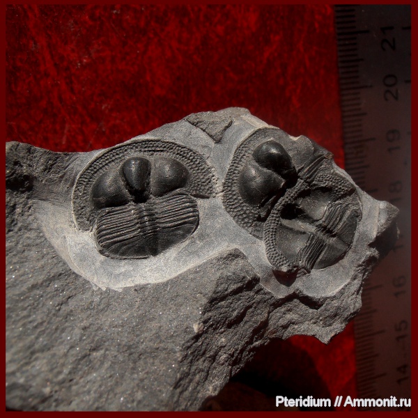 трилобиты, ордовик, Англия, Lloydolithus, Cryptolithus, Deanaspis, Ordovician