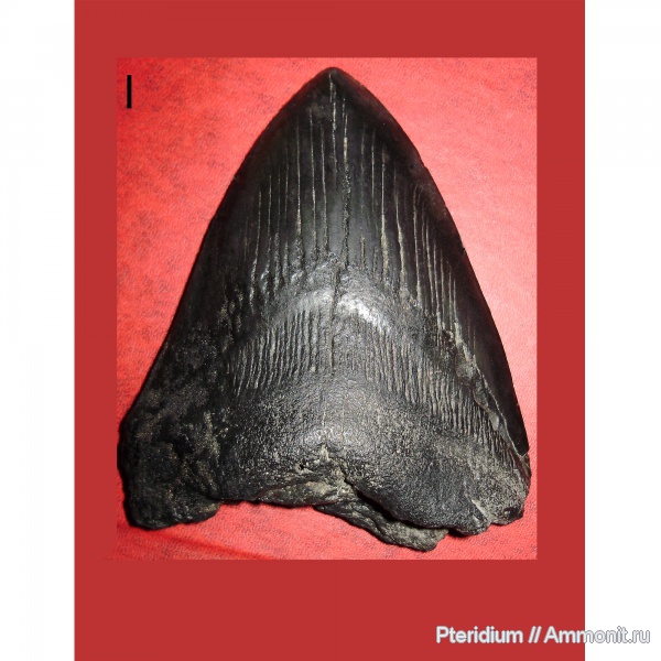 неоген, США, мегалодон, Carcharodon megalodon