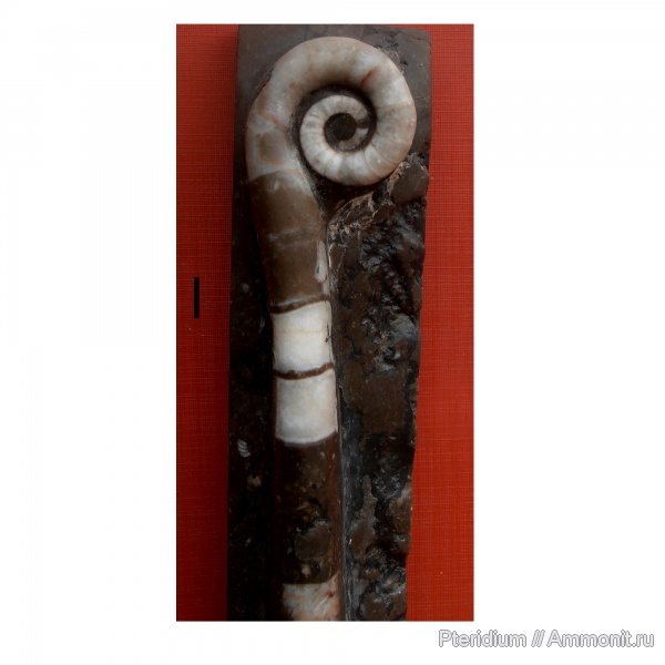 ордовик, Китай, Nautiloidea, Tarphycerida, Lituites, Хенань, Lituitida, Ordovician