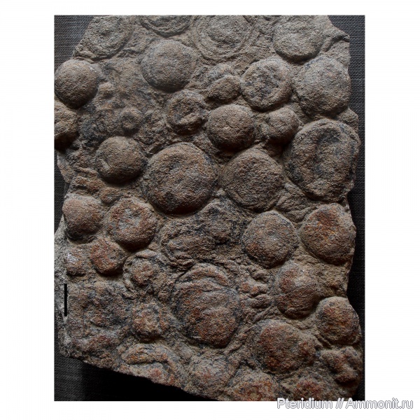 венд, протерозой, Украина, Nemiana, медузоиды