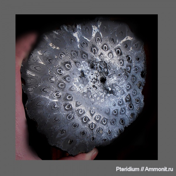 пермь, папоротники, казанский ярус, Pteridophyta, Osmundales, Permian