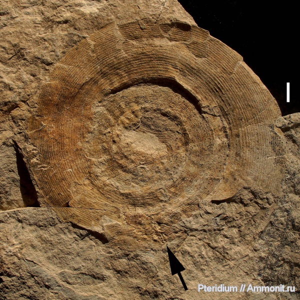 пермь, Урал, Uraloceras, прижизненные повреждения, Goniatitida, артинский ярус, гониатиты, Permian